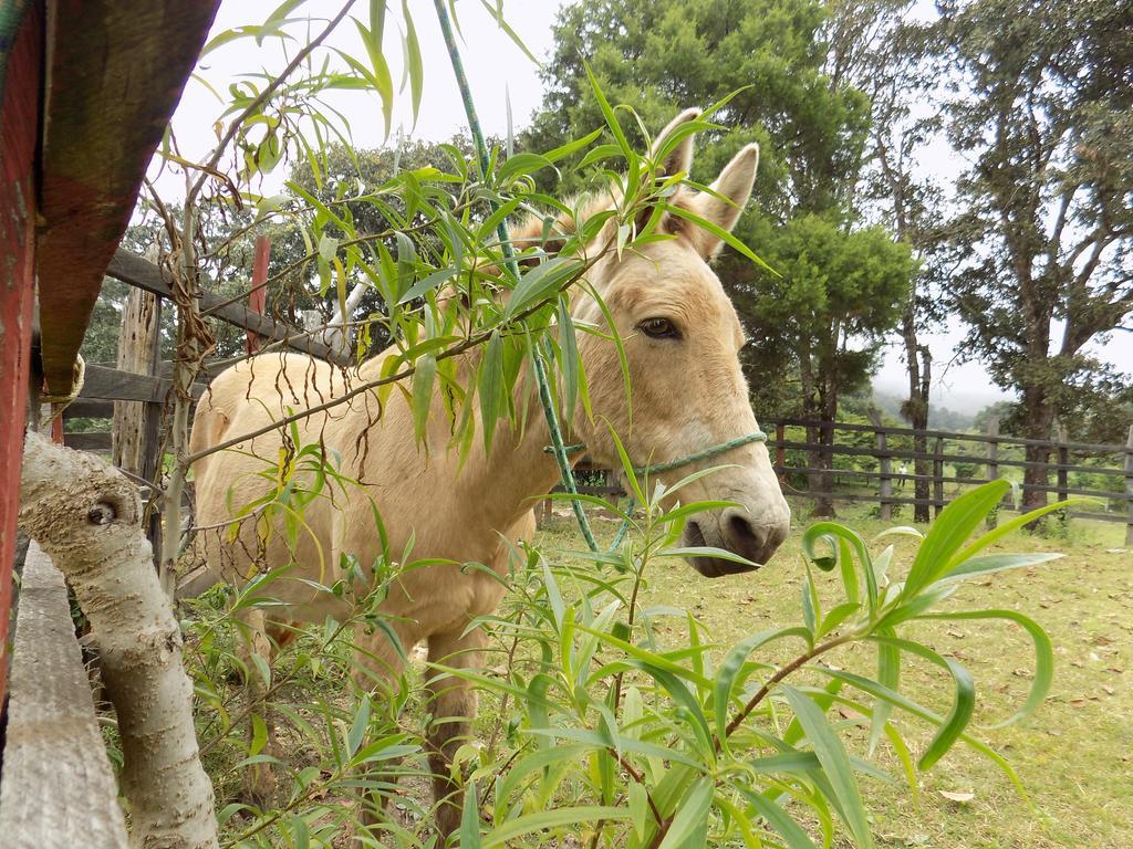 Rancho Hostal La Escondida Eco Park Teopisca Kültér fotó