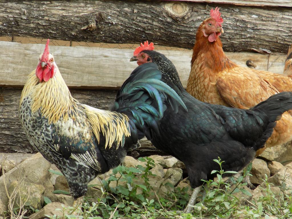 Rancho Hostal La Escondida Eco Park Teopisca Kültér fotó