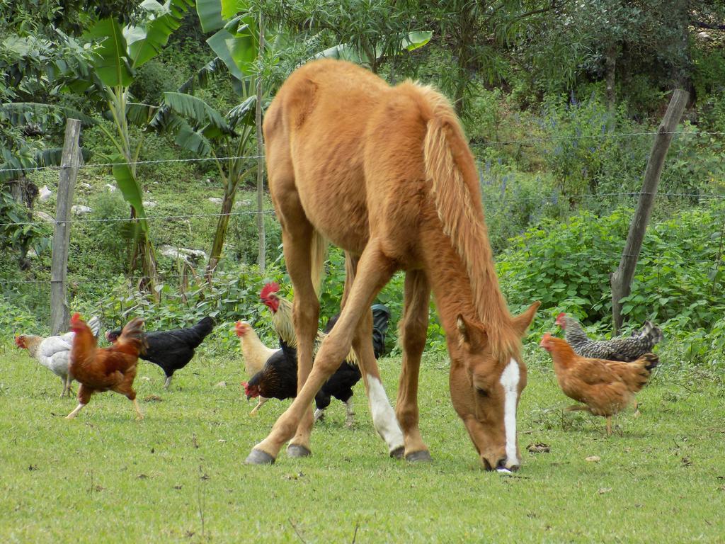 Rancho Hostal La Escondida Eco Park Teopisca Kültér fotó