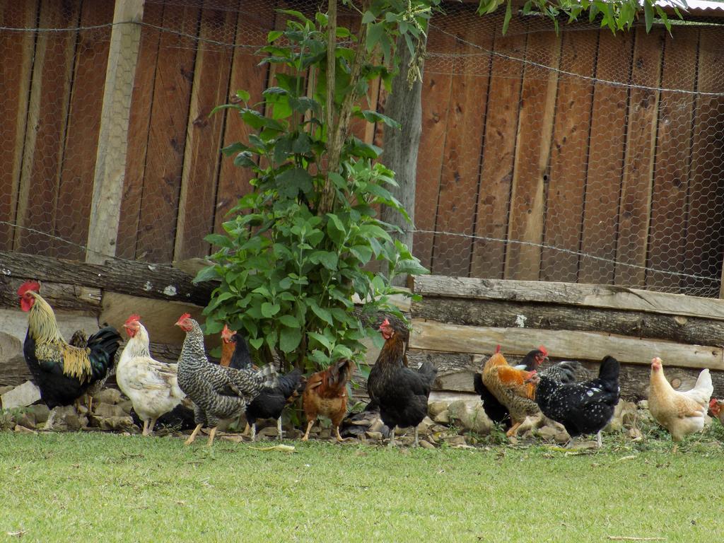 Rancho Hostal La Escondida Eco Park Teopisca Kültér fotó