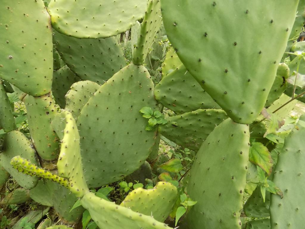 Rancho Hostal La Escondida Eco Park Teopisca Kültér fotó