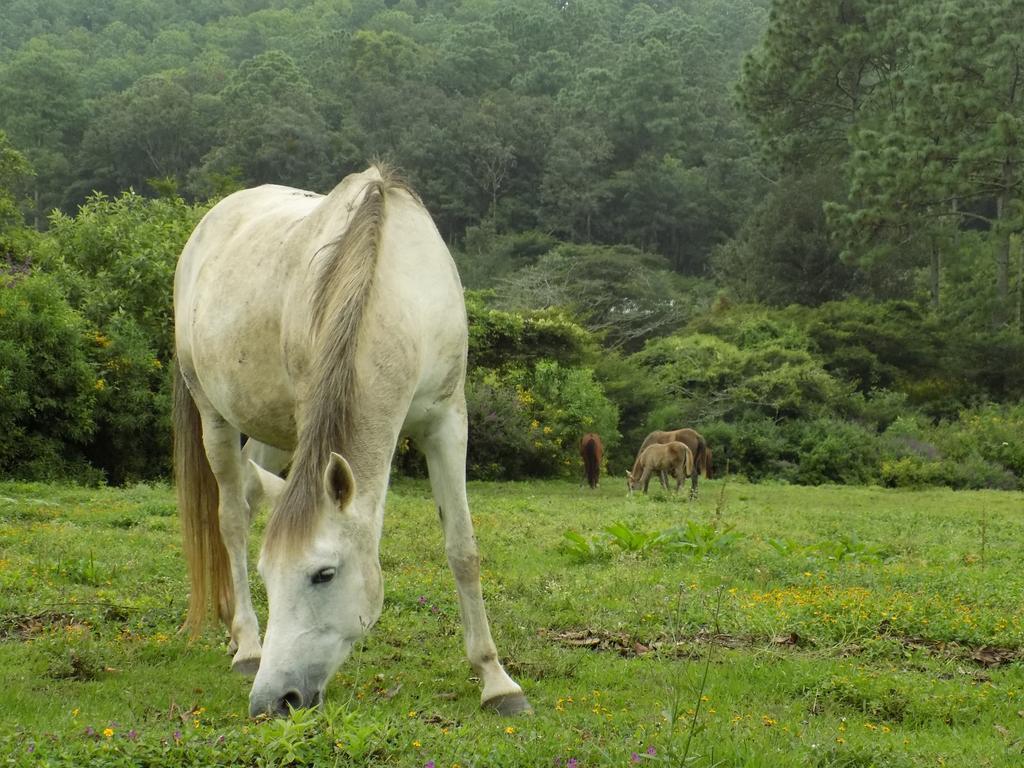 Rancho Hostal La Escondida Eco Park Teopisca Kültér fotó
