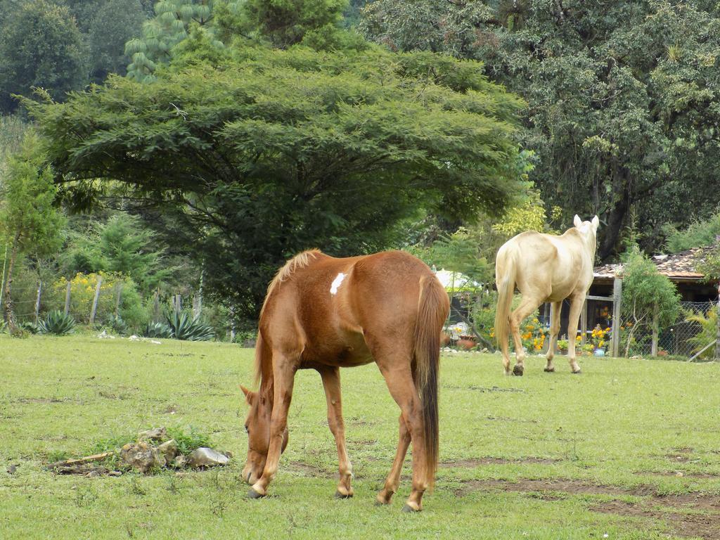 Rancho Hostal La Escondida Eco Park Teopisca Kültér fotó